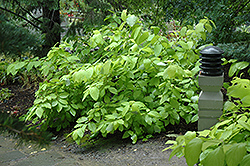 Garden Glow Dogwood (Cornus hessei 'Garden Glow') at Schulte's Greenhouse & Nursery