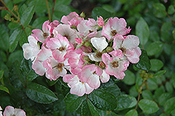 Northern Accents Lena Rose (Rosa 'Lena') at Schulte's Greenhouse & Nursery