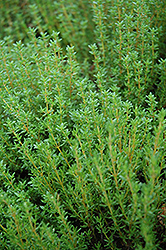 Common Thyme (Thymus vulgaris) at Schulte's Greenhouse & Nursery