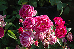 Northern Accents Sven Rose (Rosa 'Sven') at Schulte's Greenhouse & Nursery