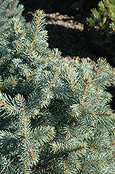 Sester Dwarf Blue Spruce (Picea pungens 'Sester Dwarf') at Schulte's Greenhouse & Nursery