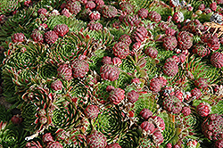 Red Beauty Hens And Chicks (Sempervivum 'Red Beauty') at Schulte's Greenhouse & Nursery