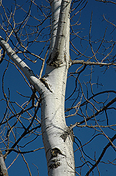 Trembling Aspen (Populus tremuloides) at Schulte's Greenhouse & Nursery