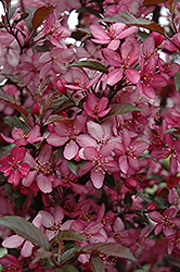 Royal Raindrops Flowering Crab (Malus 'JFS-KW5') at Schulte's Greenhouse & Nursery