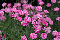 Tiny Rubies Dwarf Mat Pinks (Dianthus gratianopolitanus 'Tiny Rubies') at Schulte's Greenhouse & Nursery