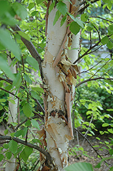 Heritage River Birch (Betula nigra 'Heritage') at Schulte's Greenhouse & Nursery