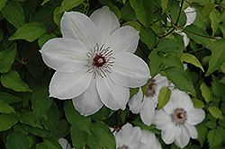 Henryi Hybrid Clematis (Clematis 'Henryi') at Schulte's Greenhouse & Nursery