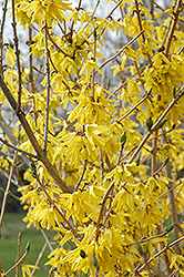 Northern Gold Forsythia (Forsythia 'Northern Gold') at Schulte's Greenhouse & Nursery