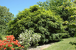 Korean Maple (Acer pseudosieboldianum) at Schulte's Greenhouse & Nursery