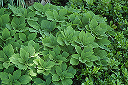 Allegheny Spurge (Pachysandra procumbens) at Schulte's Greenhouse & Nursery
