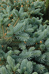 Lundeby's Dwarf Blue Spruce (Picea pungens 'Lundeby's Dwarf') at Schulte's Greenhouse & Nursery