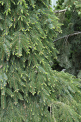 Bruns Weeping Spruce (Picea omorika 'Pendula Bruns') at Schulte's Greenhouse & Nursery