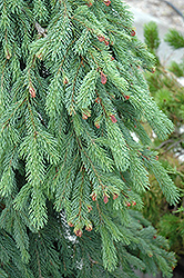 Weeping White Spruce (Picea glauca 'Pendula') at Schulte's Greenhouse & Nursery
