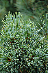 Chalet Swiss Stone Pine (Pinus cembra 'Chalet') at Schulte's Greenhouse & Nursery
