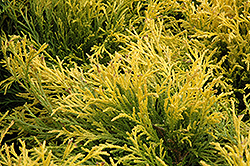 Golden Mop Falsecypress (Chamaecyparis pisifera 'Golden Mop') at Schulte's Greenhouse & Nursery