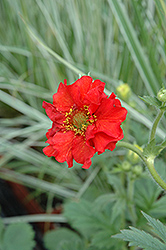 Red Dragon Avens (Geum 'Red Dragon') at Schulte's Greenhouse & Nursery