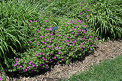 New Hampshire Purple Cranesbill (Geranium sanguineum 'New Hampshire Purple') at Schulte's Greenhouse & Nursery