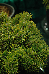 Mitsch Mini Mugo Pine (Pinus mugo 'Mitsch Mini') at Schulte's Greenhouse & Nursery