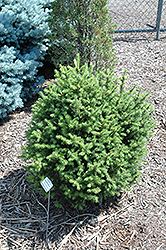 Sherwood Compact Norway Spruce (Picea abies 'Sherwood Compact') at Schulte's Greenhouse & Nursery