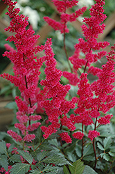Fanal Astilbe (Astilbe x arendsii 'Fanal') at Schulte's Greenhouse & Nursery