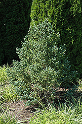 Blue Tear Drop Black Spruce (Picea mariana 'Blue Tear Drop') at Schulte's Greenhouse & Nursery