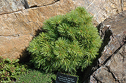 Horsford White Pine (Pinus strobus 'Horsford') at Schulte's Greenhouse & Nursery