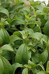 Sweetleaf (Stevia rebaudiana) at Schulte's Greenhouse & Nursery