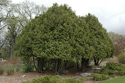 Wareana Arborvitae (Thuja occidentalis 'Wareana') at Schulte's Greenhouse & Nursery