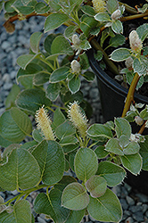 Creeping Alpine Willow (Salix nakamurana var. yezoalpina) at Schulte's Greenhouse & Nursery