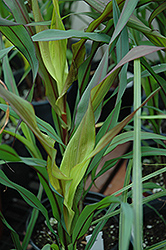 Purple Majesty Millet (Pennisetum glaucum 'Purple Majesty') at Schulte's Greenhouse & Nursery