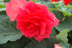 Nonstop Bright Red Begonia (Begonia 'Nonstop Bright Red') at Schulte's Greenhouse & Nursery