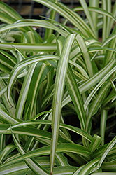 Spider Plant (Chlorophytum comosum) at Schulte's Greenhouse & Nursery