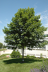 Fall Fiesta Sugar Maple (Acer saccharum 'Bailsta') at Schulte's Greenhouse & Nursery