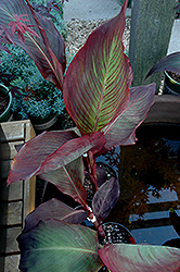 Black Knight Canna (Canna 'Black Knight') at Schulte's Greenhouse & Nursery