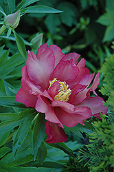 First Arrival Peony (Paeonia 'First Arrival') at Schulte's Greenhouse & Nursery