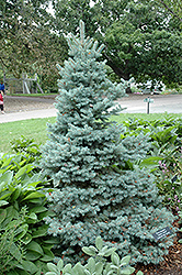 Sester Dwarf Blue Spruce (Picea pungens 'Sester Dwarf') at Schulte's Greenhouse & Nursery