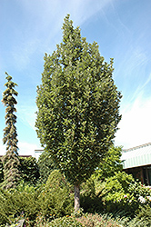 Crimson Spire Oak (Quercus 'Crimson Spire') at Schulte's Greenhouse & Nursery