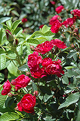 Northern Accents Sigrid Rose (Rosa 'Sigrid') at Schulte's Greenhouse & Nursery