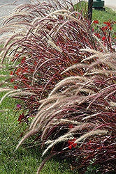Fireworks Fountain Grass (Pennisetum setaceum 'Fireworks') at Schulte's Greenhouse & Nursery