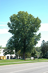 Siouxland Poplar (Populus deltoides 'Siouxland') at Schulte's Greenhouse & Nursery