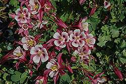 Origami Rose and White Columbine (Aquilegia 'Origami Rose and White') at Schulte's Greenhouse & Nursery