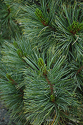 Algonquin Pillar Swiss Stone Pine (Pinus cembra 'Algonquin Pillar') at Schulte's Greenhouse & Nursery