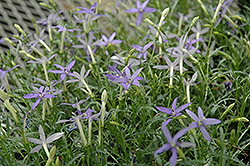 Beth's Blue Laurentia (Isotoma axillaris 'Beth's Blue') at Schulte's Greenhouse & Nursery