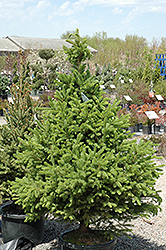 North Star Spruce (Picea glauca 'North Star') at Schulte's Greenhouse & Nursery