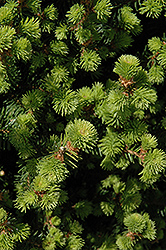 Sherwood Compact Norway Spruce (Picea abies 'Sherwood Compact') at Schulte's Greenhouse & Nursery