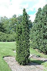 Degroot's Spire Arborvitae (Thuja occidentalis 'Degroot's Spire') at Schulte's Greenhouse & Nursery