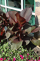 Tropicanna Black Canna (Canna 'Tropicanna Black') at Schulte's Greenhouse & Nursery