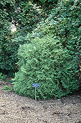 Sherwood Moss Arborvitae (Thuja occidentalis 'Sherwood Moss') at Schulte's Greenhouse & Nursery