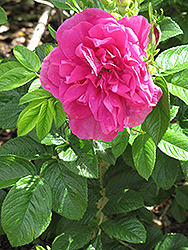 Hansa Rose (Rosa 'Hansa') at Schulte's Greenhouse & Nursery