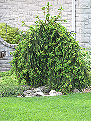 Weeping Norway Spruce (Picea abies 'Pendula') at Schulte's Greenhouse & Nursery